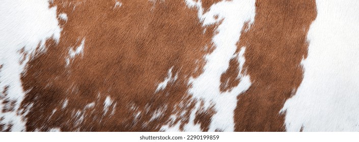 brown and white pattern on hide on side of cow
