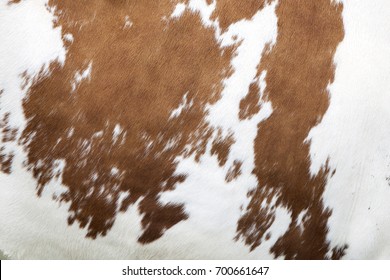 Brown And White Pattern On Hide On Side Of Cow