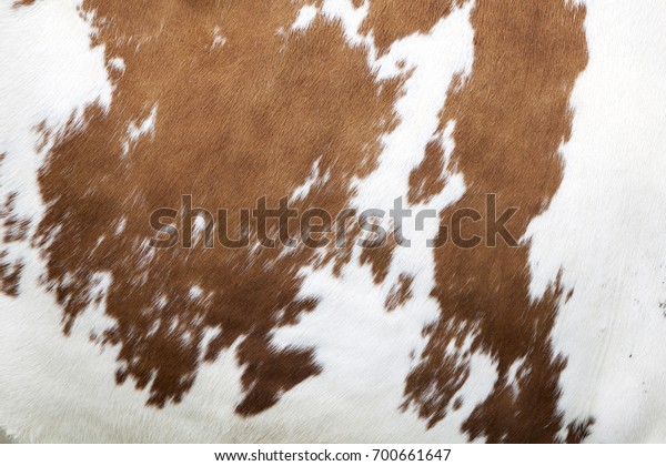 brown and white\
pattern on hide on side of\
cow