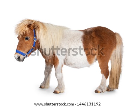 Brown with white piebald Shetland pony, standing side ways. Looking straight ahead. Isolated on white background.