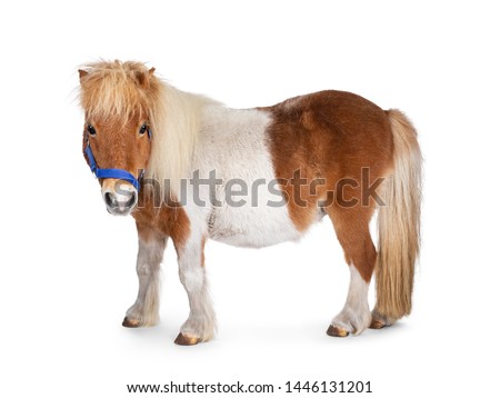 Brown with white piebald Shetland pony, standing side ways. Head turned towards camera. Isolated on white background.