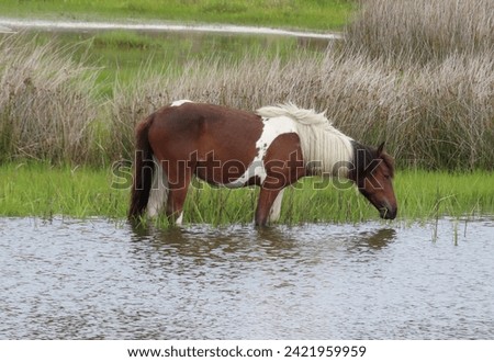 Brown and white pinto, wild pony grazing in the marsh on Assateague Island in Maryland