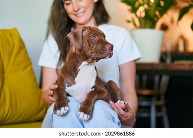 Brown and white pitbull terrier puppy looking away. Smiling and happy dog owner looking at pet with love and joy. Concept of emotional support animal during quarantine due covid-19 - Powered by Shutterstock