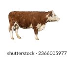 Brown and white Polled Hereford cow seen sideways on white background