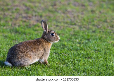 Brown and White Rabbit on Grass - Shutterstock ID 161730833