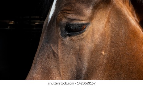 Brown And White Sad Horse