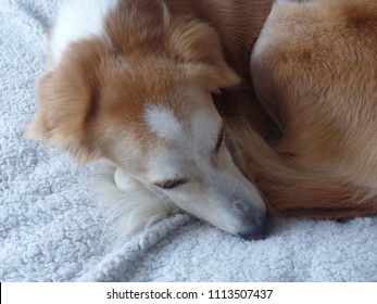 Brown And White Saluki Mix Desert Dog Curled Up On A Blanket