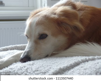 Brown And White Saluki Mix Desert Dog Curled Up On A Blanket