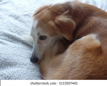 Brown And White Saluki Mix Desert Dog Curled Up On A Blanket