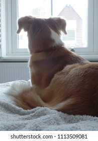 Brown And White Saluki Mix Desert Dog Resting In Front Of The Window