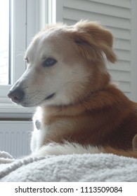 Brown And White Saluki Mix Desert Dog Resting In Front Of The Window