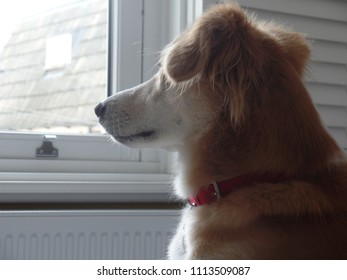 Brown And White Saluki Mix Desert Dog Resting In Front Of The Window