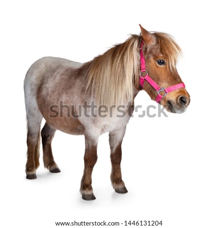 Brown with white Shetland pony, standing side ways. Looking straight ahead. Isolated on a white background.