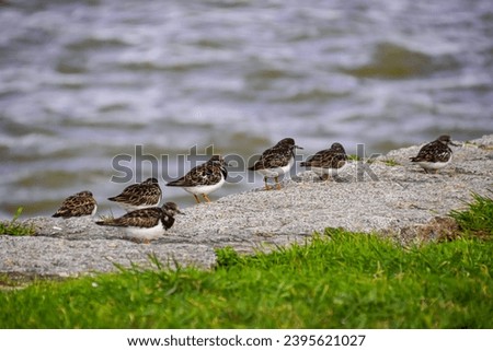 Brown with white shorebirds walking on the bank of the river, Porto, Portugal