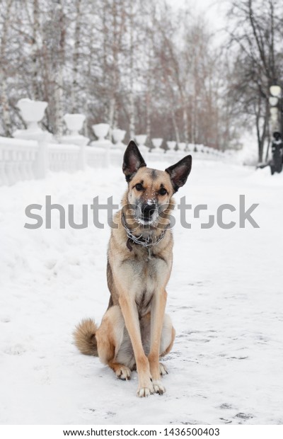 Brown White Shorthaired Mongrel Dog Looking Stock Photo Edit Now