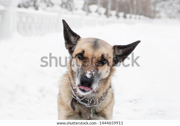 Brown White Shorthaired Mongrel Dog Looking Stock Photo Edit Now