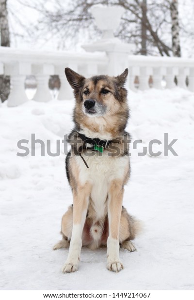 Brown White Shorthaired Mongrel Dog Collar Stock Photo Edit Now