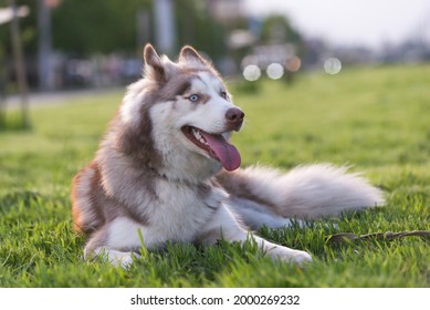 青い目をした茶色と白のシベリアン ハスキーの成犬 草の野外に横たわる の写真素材 今すぐ編集