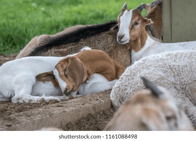 Brown And White Sleeping Baby Goat.