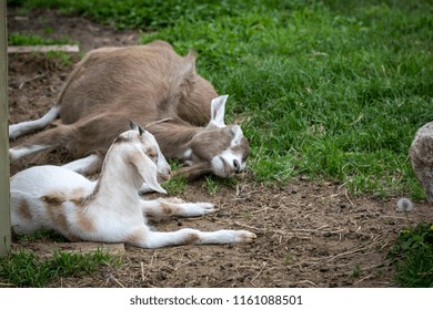 Brown And White Sleeping Baby Goat.