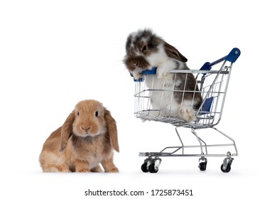 shopping rabbit