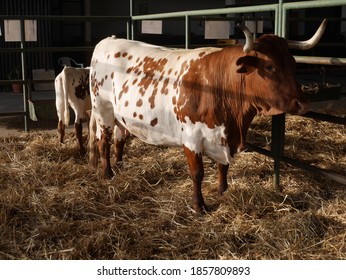 Brown And White Spotty Cow With Calf In A Barn.