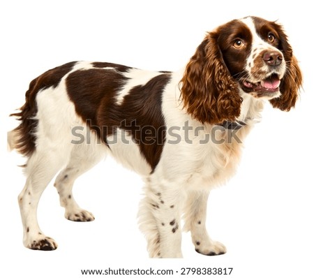 Brown and White Springer Spaniel Sporting Dog Isolated on White Background
