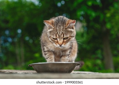 Brown And White Striped Beautiful Feline Cat. Domestic Animal. A Pet In Nature. Bokeh. The Village, The Park. Summer. The Cat Eats From A Bowl On A Background Of Green Trees.