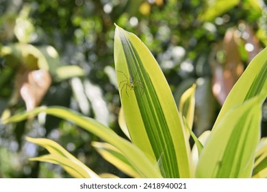 A brown and white striped lynx spider is sitting on a yellow and green striped variegated leaf of a Song of India tree (Dracaena reflexa var. variegata)