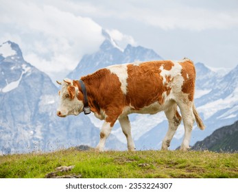 brown and white swiss cow with a cowbell grazing in an alpine pasture in the Swiss Alps - Powered by Shutterstock