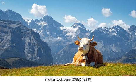 brown and white swiss cow with a cowbell lying on the grass in an alpine pasture in the Swiss Alps