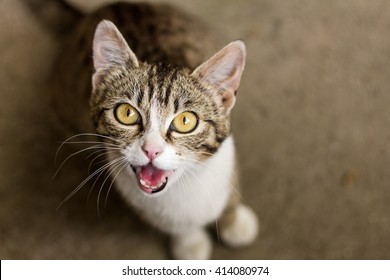 にゃーん の画像 写真素材 ベクター画像 Shutterstock