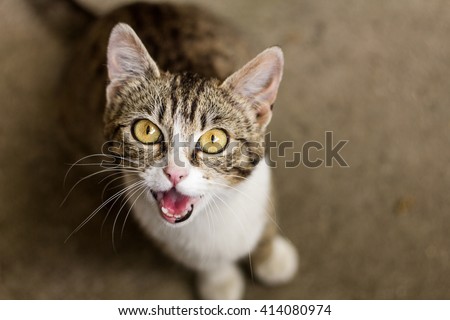 Brown and white tabby cat meowing  