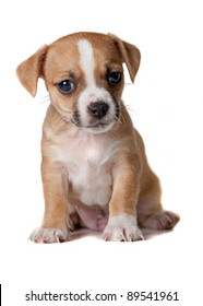 Brown And White Terrier Puppy - White Background