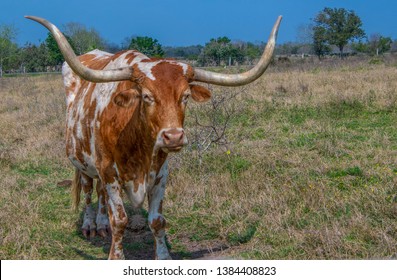 Brown And White Texas Longhorn Steer On The Ranch