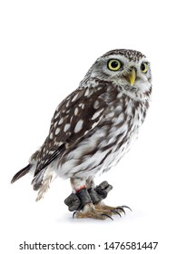 Brown White Young Little Owl, Standing Side Ways  Looking Beside Camera With Head Tilt And  Yellow Eyes. Isolated On White Background.