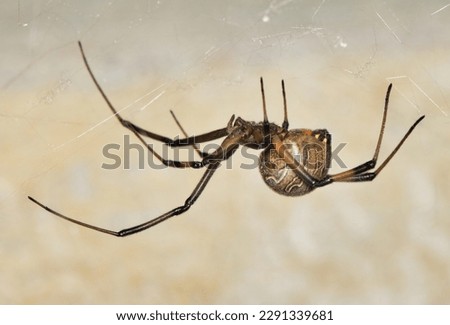Brown Widow Spider (Latrodectus geometricus) in its web side view copy space. Nature pest control concept.