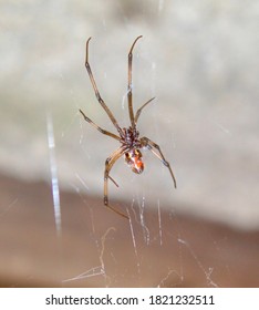 Brown Widow Spider On Web