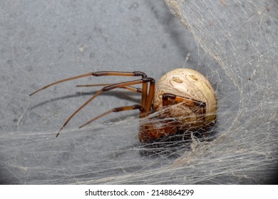 Brown Widow Spider In Web