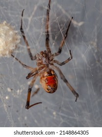 Brown Widow Spider In Web