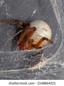 Brown Widow Spider In Web