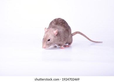 Souris Blanche High Res Stock Images Shutterstock