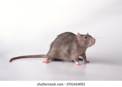 5,336 Rats running Images, Stock Photos & Vectors | Shutterstock