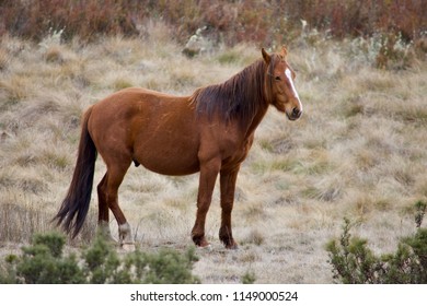 Brown Wild Brumby In The Snowy Mountains