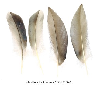 73,193 Duck feathers closeup Images, Stock Photos & Vectors | Shutterstock