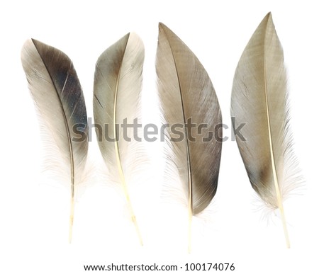 Brown of wild duck feathers collection, Isolated on the white background