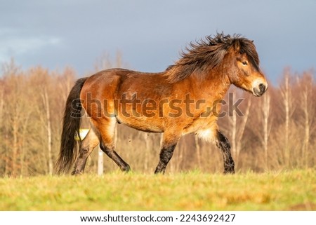 A brown wild Exmoor pony trots over a hill against a blue sky. Seen from the side with forest in the background. Low stance, action, trot, horse. Selective focus, blue, sun, soft light