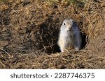brown wild gopher in burrow
