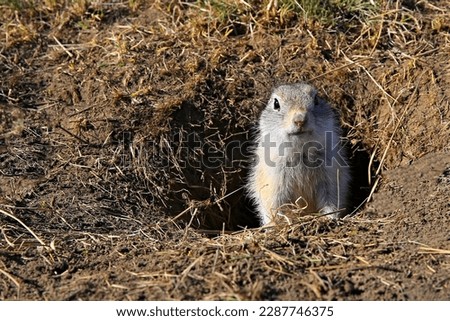 brown wild gopher in burrow