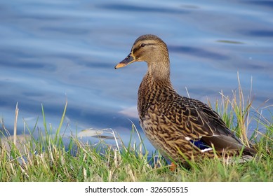 3,609 Duck looking at the camera Images, Stock Photos & Vectors ...